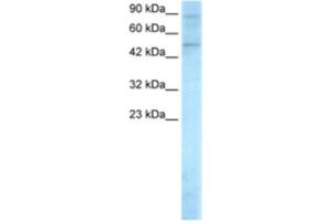 Western Blotting (WB) image for anti-SMAD, Mothers Against DPP Homolog 5 (SMAD5) antibody (ABIN2460351) (SMAD5 anticorps)