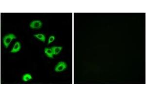 Immunofluorescence analysis of A549 cells, using LILRB4 Antibody. (LILRB4 anticorps  (AA 201-250))