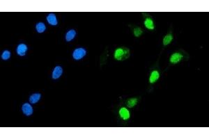 IF analysis of Geminin/GMNN using anti-Geminin/GMNN antibody (ABIN7600598). (Geminin anticorps  (AA 21-196))
