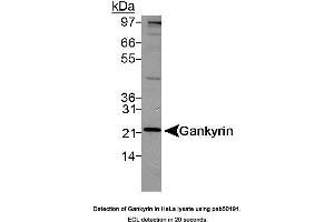Image no. 1 for anti-Proteasome (Prosome, Macropain) 26S Subunit, Non-ATPase, 10 (PSMD10) (AA 100-200) antibody (ABIN363500)