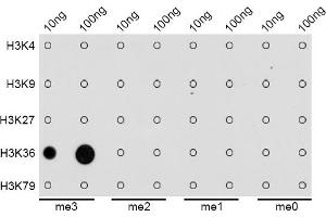 Dot-blot analysis of all sorts of methylation peptides using TriMethyl-Histone H3-K36 antibody (ABIN3016038, ABIN3016039, ABIN3016040, ABIN1680217 and ABIN6219525).