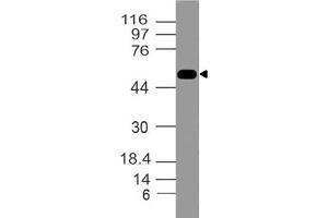 Image no. 1 for anti-Tumor Necrosis Factor Receptor Superfamily, Member 10a (TNFRSF10A) (AA 2-203) antibody (ABIN5027281) (TNFRSF10A anticorps  (AA 2-203))