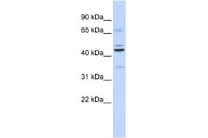 WB Suggested Anti-DPF2 Antibody Titration:  0. (DPF2 anticorps  (Middle Region))