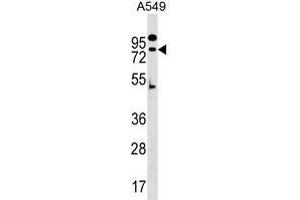 ZN Antibody (N-term) (ABIN1539672 and ABIN2849806) western blot analysis in A549 cell line lysates (35 μg/lane). (ZNF480 anticorps  (N-Term))