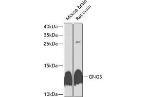 Western blot analysis of extracts of various cell lines, using GNG3 antibody (ABIN6129391, ABIN6141238, ABIN6141239 and ABIN6225122) at 1:1000 dilution. (GNG3 anticorps  (AA 1-75))