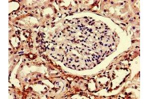 Immunohistochemistry of paraffin-embedded human kidney tissue using ABIN7167488 at dilution of 1:100 (RTP3 anticorps  (AA 1-211))