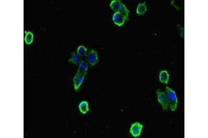 Immunofluorescent analysis of HepG2 cells using ABIN7151414 at dilution of 1:100 and Alexa Fluor 488-congugated AffiniPure Goat Anti-Rabbit IgG(H+L) (EFCAB7 anticorps  (AA 1-158))