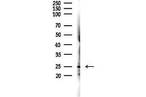 Western blot analysis of lysates from RAW264.