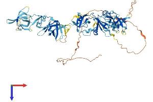 AlphaFold protein structure predicition of Mouse Recombinant Themis2 Protein, UniprotID Q91YX0