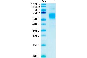 Human Fc gamma RI/CD64 on Tris-Bis PAGE under reduced condition.
