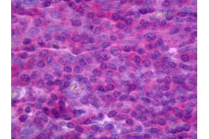 Anti-TNFRSF18 antibody IHC of human tonsil.