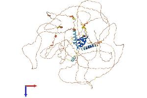 AlphaFold protein structure predicition of Human Recombinant RNF111 Protein, UniprotID Q6ZNA4