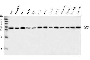 Western blot analysis of C1orf77/FOP/CHTOP using anti-C1orf77/FOP/CHTOP antibody (ABIN7603201). (CHTOP anticorps  (N-Term))