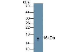 Detection of Recombinant NGFIB, Rat using Polyclonal Antibody to Nerve Growth Factor IB (NGFIB)