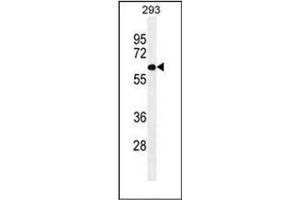 Western blot analysis of PATL2 Antibody (Center) in 293 cell line lysates (35ug/lane).