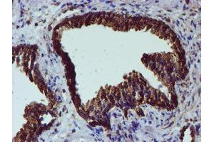 Image no. 1 for anti-Protein Disulfide Isomerase Family A, Member 4 (PDIA4) antibody (ABIN1500110)