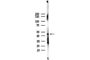 anti-Motilin Receptor (MLNR) (C-Term) antibody
