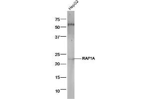 HepG2 cell lysates probed with Anti-RAP1A Polyclonal Antibody, Unconjugated  at 1:5000 90min in 37˚C