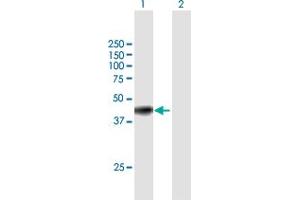 Western Blot analysis of GNAI3 expression in transfected 293T cell line by GNAI3 MaxPab polyclonal antibody. (GNAI3 anticorps  (AA 1-354))