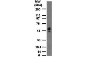 Western blot testing of human spleen lysate with CD63 antibody at 2 ug/ml. (CD63 anticorps)