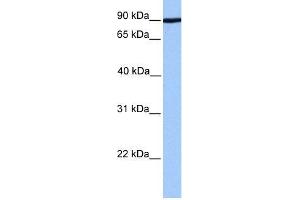 Human 721_B; WB Suggested Anti-ADAM2 Antibody Titration: 0. (ADAM2 anticorps  (Middle Region))