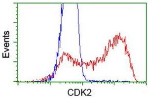HEK293T cells transfected with either RC200494 overexpress plasmid (Red) or empty vector control plasmid (Blue) were immunostained by anti-CDK2 antibody (ABIN2454567), and then analyzed by flow cytometry. (CDK2 anticorps)