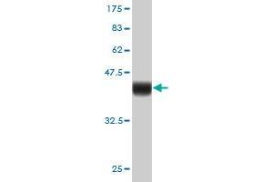 Western Blot detection against Immunogen (36. (FOXM1 anticorps  (AA 702-801))