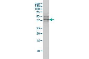 TAF7 monoclonal antibody (M01), clone 2C5 Western Blot analysis of TAF7 expression in MCF-7 .