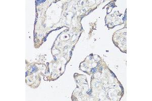 Immunohistochemistry of paraffin-embedded human placenta using CASP3 antibody. (Caspase 3 anticorps  (AA 55-160))