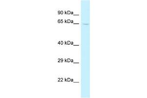 WB Suggested Anti-Trmt5 Antibody   Titration: 1. (TRMT5 anticorps  (C-Term))
