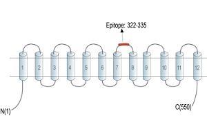 Representative domain view of the target of ABIN7885430.