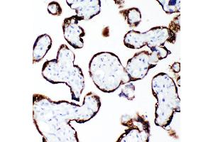 Anti-human Growth Hormone antibody, IHC(P) IHC(P): Human Placenta Tissue