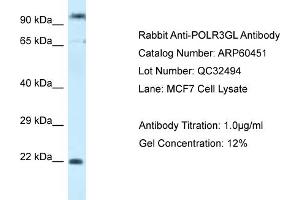 Western Blotting (WB) image for anti-Polymerase (RNA) III (DNA Directed) Polypeptide G (32kD)-Like (POLR3GL) (C-Term) antibody (ABIN2788453)