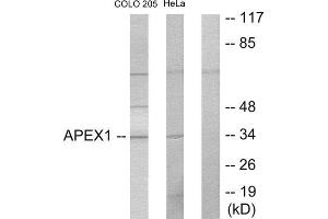 Western Blotting (WB) image for anti-Apurinic/Apyrimidinic Endonuclease 1 (APEX1) (Internal Region) antibody (ABIN1849281) (APEX1 anticorps  (Internal Region))
