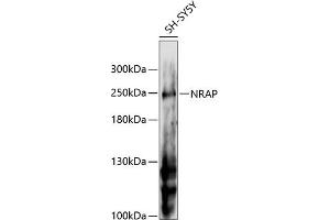 Western blot analysis of extracts of SH-SY5Y cells, using NRAP antibody (ABIN6132904, ABIN6144836, ABIN6144837 and ABIN6216574) at 1:3000 dilution.