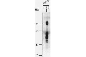 Western Blotting (WB) image for anti-Heparin-Binding EGF-Like Growth Factor (HBEGF) (EGF Like Domain) antibody (Biotin) (ABIN2451994)