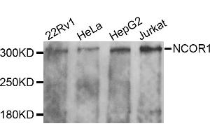 Western blot analysis of extracts of various cell lines, using NCOR1 antibody (ABIN5974239) at 1/1000 dilution.