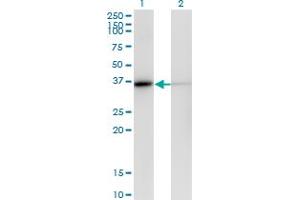 Western Blot analysis of MDH1 expression in transfected 293T cell line by MDH1 monoclonal antibody (M01), clone 2B11-B7.
