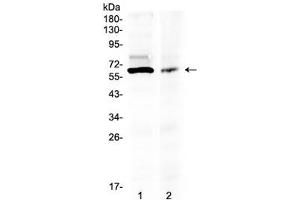 Western blot testing of human 1) 293T and 2) COLO320 lysate with AMH antibody at 0. (AMH anticorps  (AA 75-141))