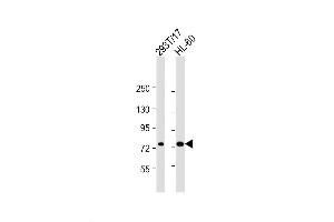 Western Blot at 1:2000 dilution Lane 1: 293T/17 whole cell lysate Lane 2: HL-60 whole cell lysate Lysates/proteins at 20 ug per lane.