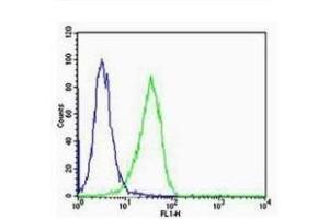 HeLa cells probed with Rabbit Anti-Cyclin B1 Polyclonal Antibody  Alexa Fluor 488 Conjugated Secondary.