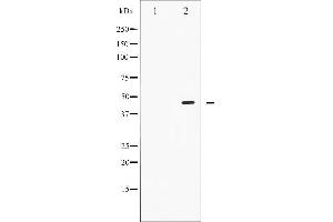 Western blot analysis of Smad2/3 phosphorylation expression in RAW264. (Smad2/3 anticorps  (pThr8, Thr8))