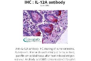 Image no. 1 for anti-Interleukin 12 alpha (IL12A) antibody (ABIN1735872) (IL12A anticorps)