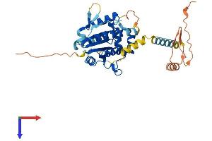 AlphaFold protein structure predicition of Human Recombinant PSTK Protein, UniprotID Q8IV42