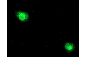 Anti-RPN1 mouse monoclonal antibody (ABIN2455100) immunofluorescent staining of COS7 cells transiently transfected by pCMV6-ENTRY RPN1 (RC201554). (RPN1 anticorps)