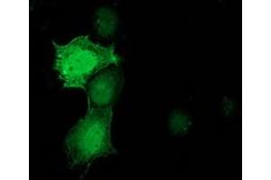 Anti-PNMT mouse monoclonal antibody (ABIN2454520) immunofluorescent staining of COS7 cells transiently transfected by pCMV6-ENTRY PNMT (RC206586). (PNMT anticorps)