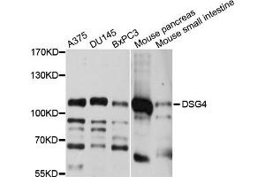 Western blot analysis of extracts of various cell lines, using DSG4 antibody. (Desmoglein 4 anticorps)