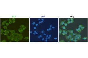 Immunocytochemistry staining of HeLa cells fixed with 4 % Paraformaldehyde and using anti-S100A10 mouse mAb (dilution 1:200).