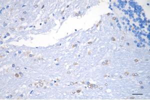 Immunohistochemistry was performed on paraffin-embedded mouse brain using prolyl 4-hydroxylase subunit beta antibody (ABIN7799920), 1:200). (Recombinant P4HB anticorps)
