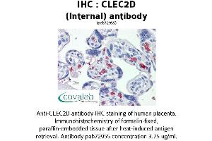 Image no. 1 for anti-C-Type Lectin Domain Family 2, Member D (CLEC2D) (Internal Region) antibody (ABIN1733154) (CLEC2D anticorps  (Internal Region))